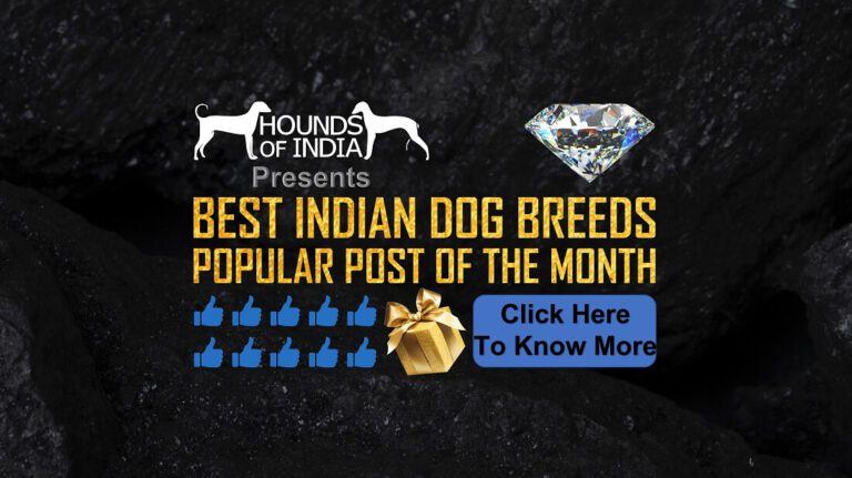 Best Indian Dog Breeds Of The Month