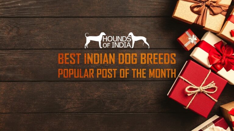 Best Indian Dog Breeds Popular Post