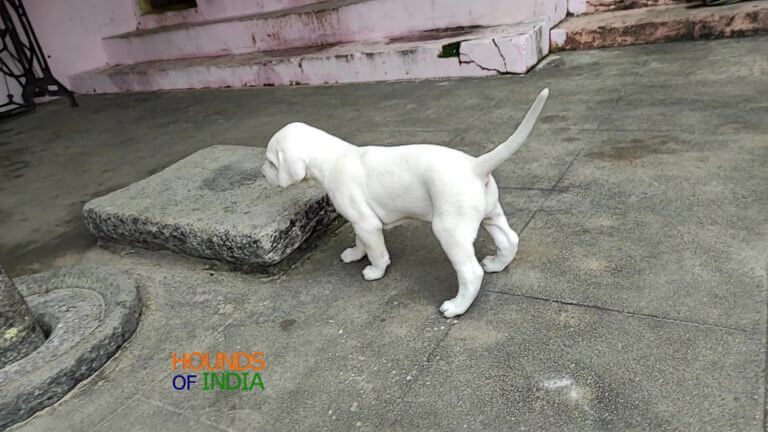 Indian Breed Rajapalayam Dog