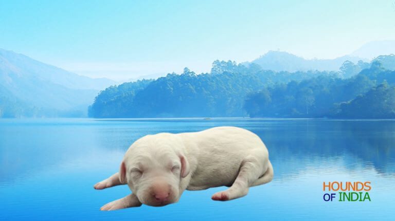 Rajapalayam Puppy in a Lake