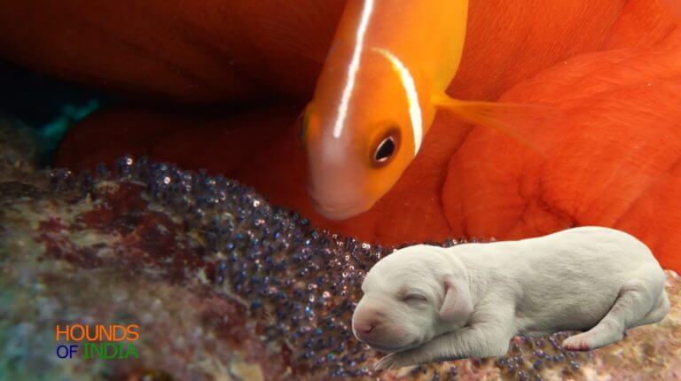 Rajapalayam Puppy with Clownfish