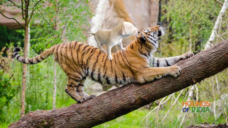 Rajapalayam puppy climbing Tiger