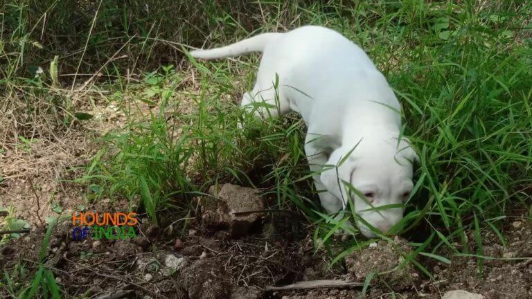 Rajapalayam puppy exploring grasses