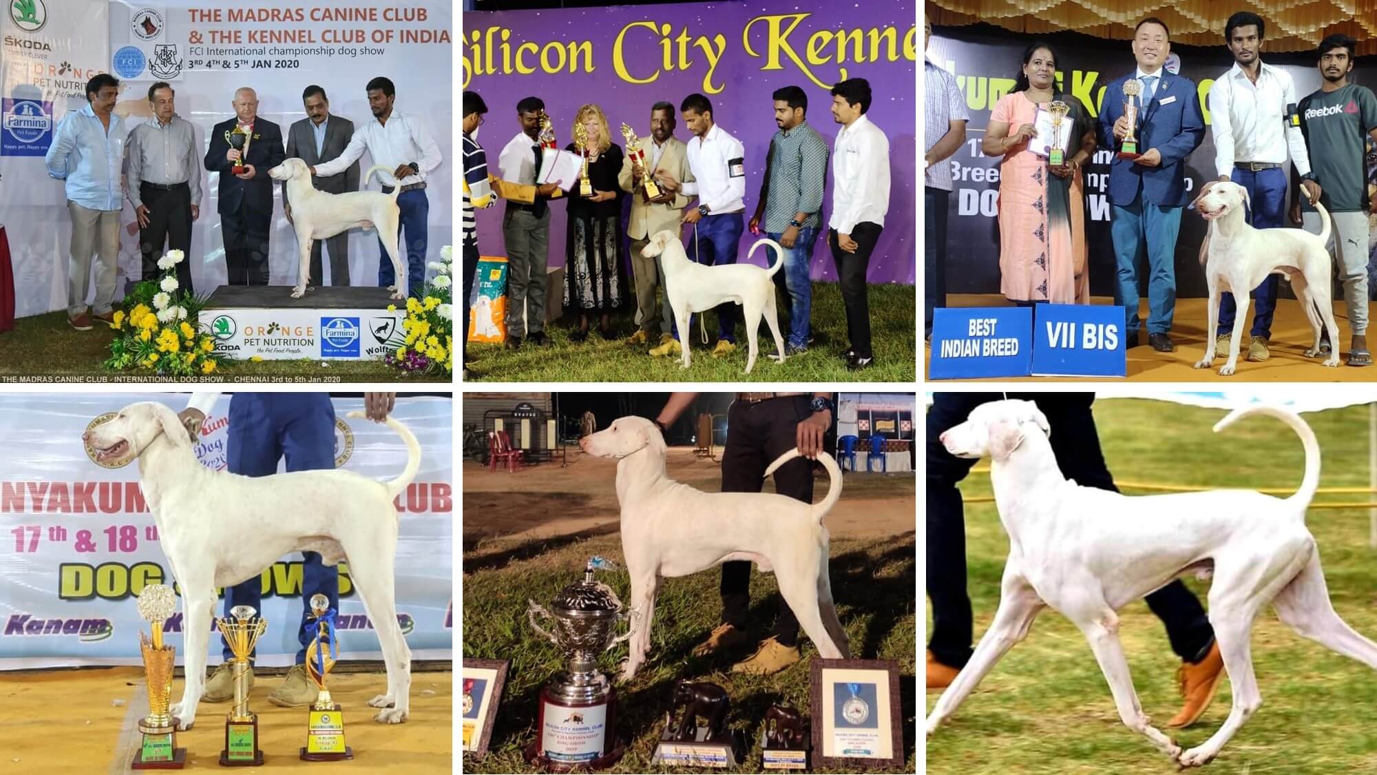 Most Winning Rajapalayam Dog of 2019 And 2020 Hounds of India