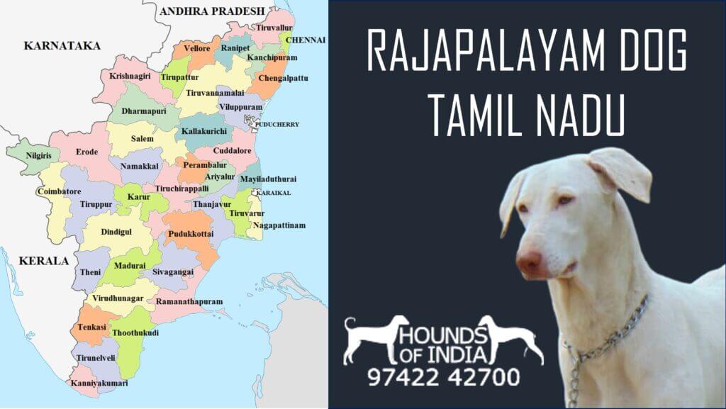 Rajapalayam Dog in Tamil Nadu