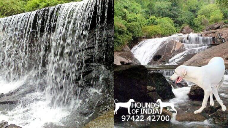 Rajapalayam Dog price in Coimbatore Water Falls