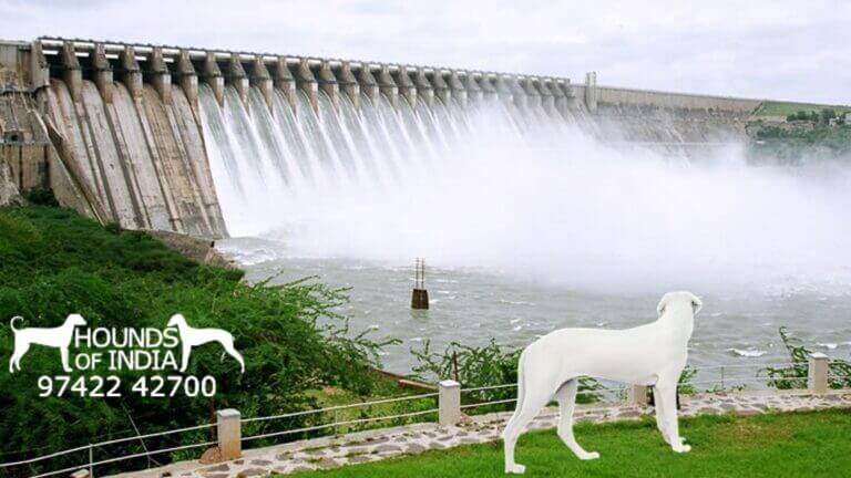 Rajapalayam Dog price in Erode BhavaniSagar Dam