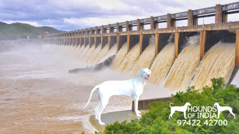 Rajapalayam Dog price in Salem Mettur Dam