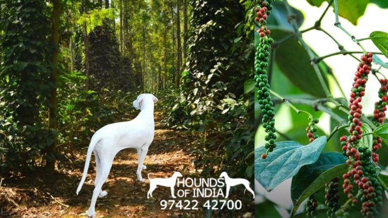 Rajapalayam Dog price in Theni Pepper Estate