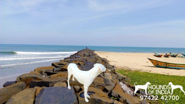 Rajapalayam Dog price in Villupuram Serenity Beach