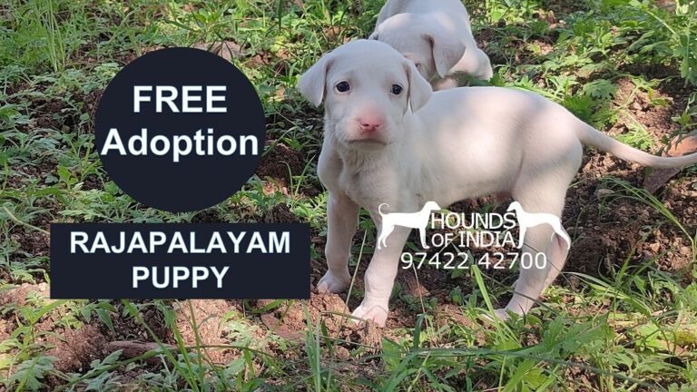 Rajapalayam Puppy for Free Adoption Rajapalayam dog