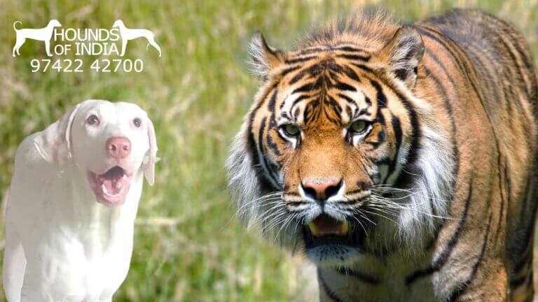 Rajapalayam dog close encounter with Tiger