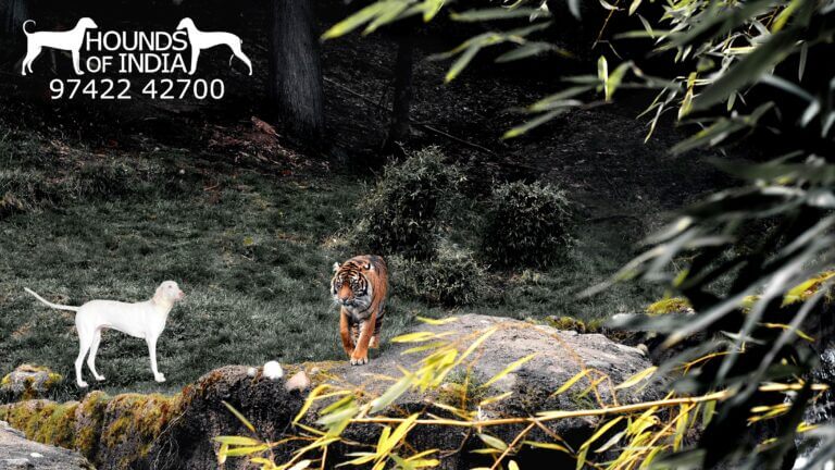 tiger hunting dog