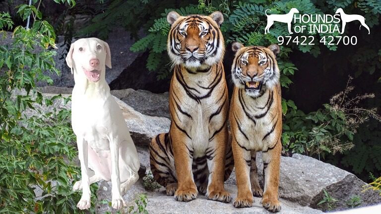 Rajapalayam dog with Tigers