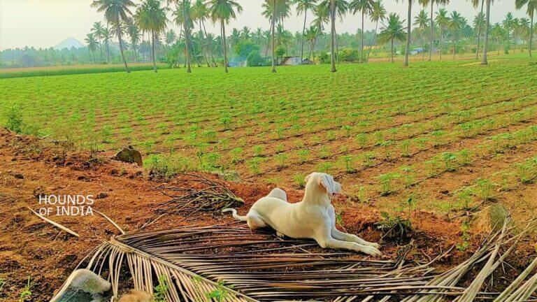Hounds of India Rajapalayam Dog